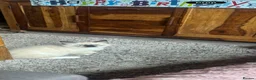 Ragdoll cats for sale: Ragdoll kittens - Advert 4