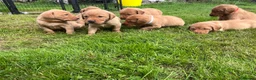 Labrador Retriever dogs for sale: KC fox red puppies - Advert 5