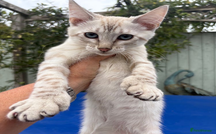 Keetso cats - Advert 2