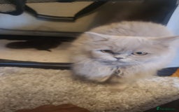 Scottish Fold cats for sale: 4 Scottish Fold kittens with mother - Image 10