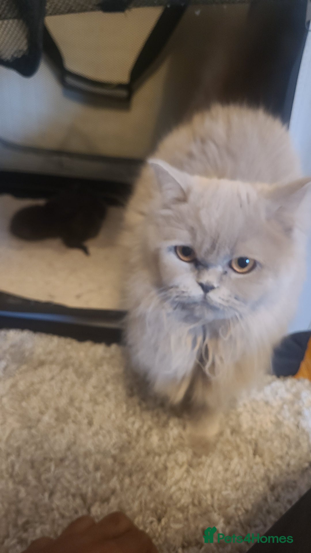 Scottish Fold cats for sale: 4 Scottish Fold kittens with mother - Image 10