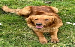 Goldendoodle dogs for sale: Gorgeous standard goldendoodle pups. - Image 17