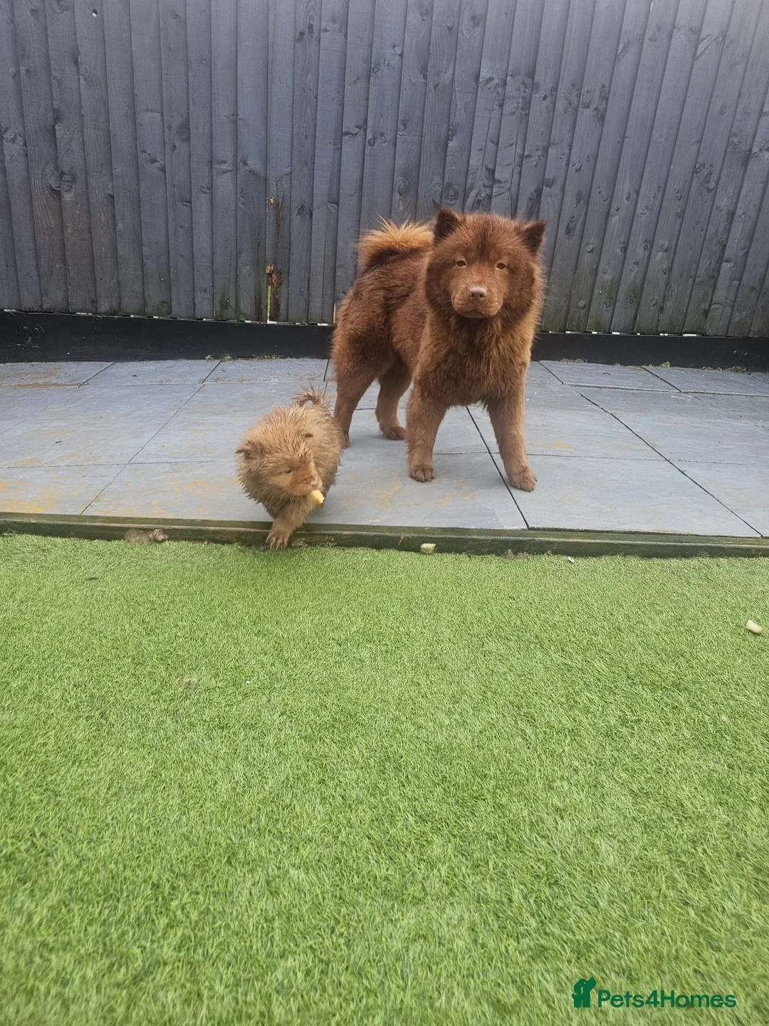 Chow Chow dogs for sale: Cantonese chow chow in Birmingham - Advert 1