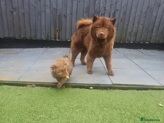 Chow Chow dogs Cantonese chow chow in Birmingham - Advert 1