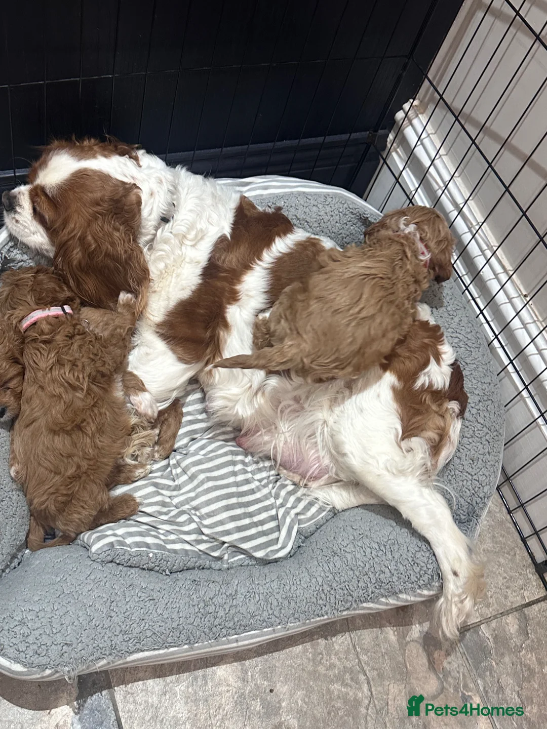 Cavapoo dogs for sale: F1 Cavapoo Puppies (Licenced Breeder) ⭐️⭐️⭐️⭐️⭐️ - Advert 2