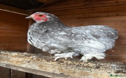 Chickens poultry for sale: Hybrid pekin bantams hatched from June 2025  - Image 9