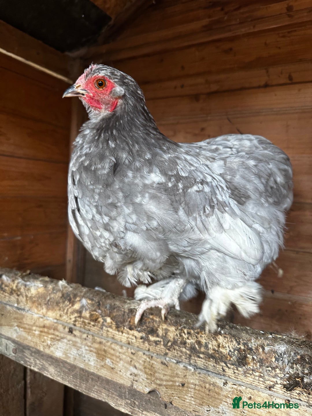 Chickens poultry for sale: Hybrid pekin bantams hatched from June 2025  - Image 9