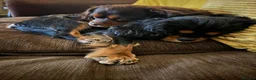 Cavalier King Charles Spaniel dogs for sale: Choc & Tan carriers - CKC Spaniel Puppies - Advert 6