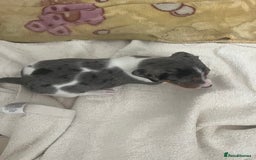 Dachshund dogs for sale: Beautiful dachshunds puppies  - Image 2