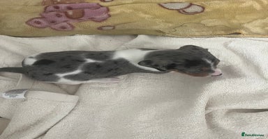 Dachshund dogs - Advert 2
