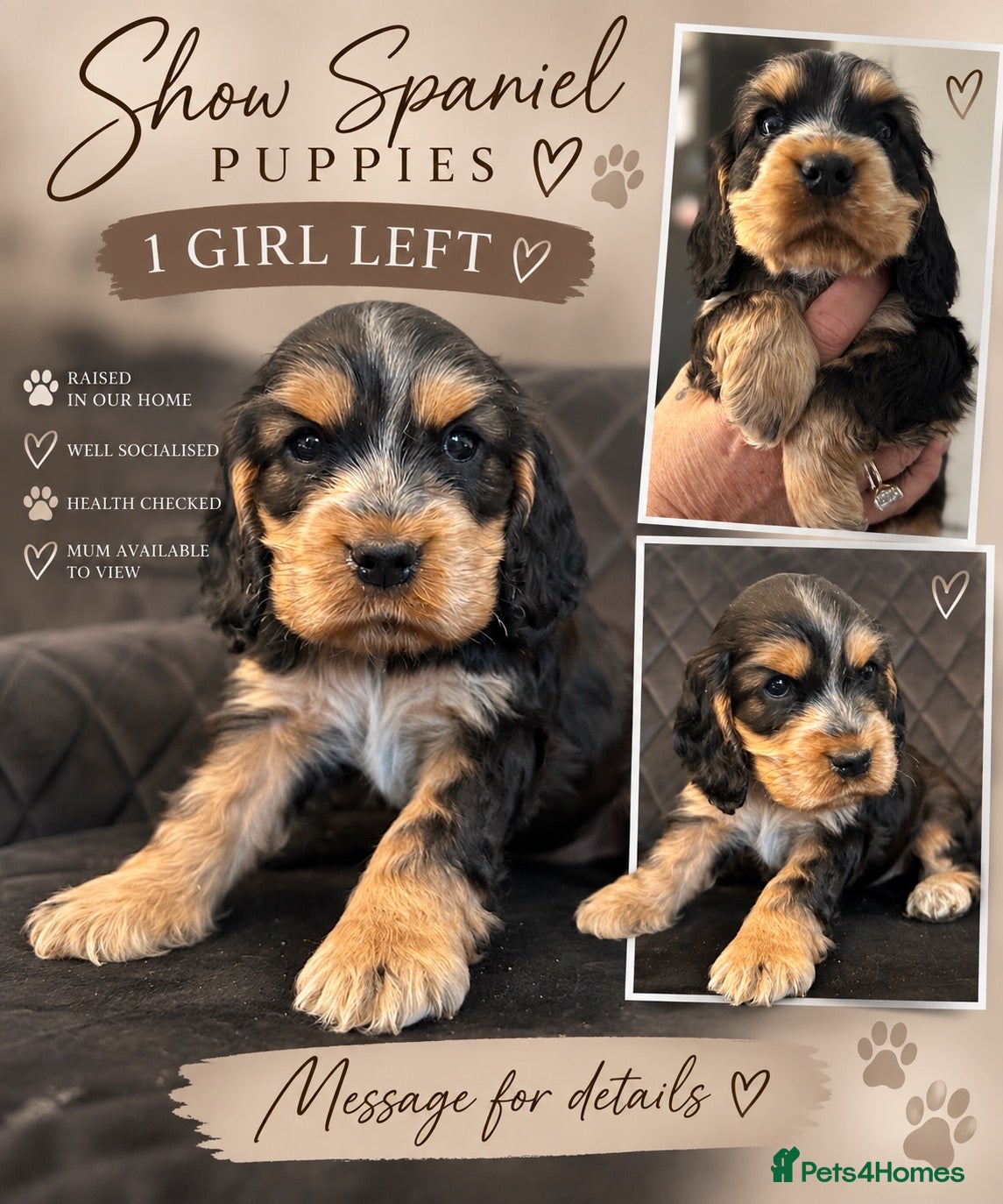 Cocker Spaniel dogs 🐶RIZI BIZI beautiful pedigree show spaniels🐶 - Advert 1