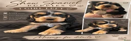 Cocker Spaniel dogs for sale: LAST PUP 🐶RIZI BIZI pedigree show spaniels🐶 - Advert 4