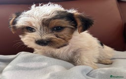 Mixed Breed dogs for sale: Yorkshire terrier/Jack Russell - Image 27