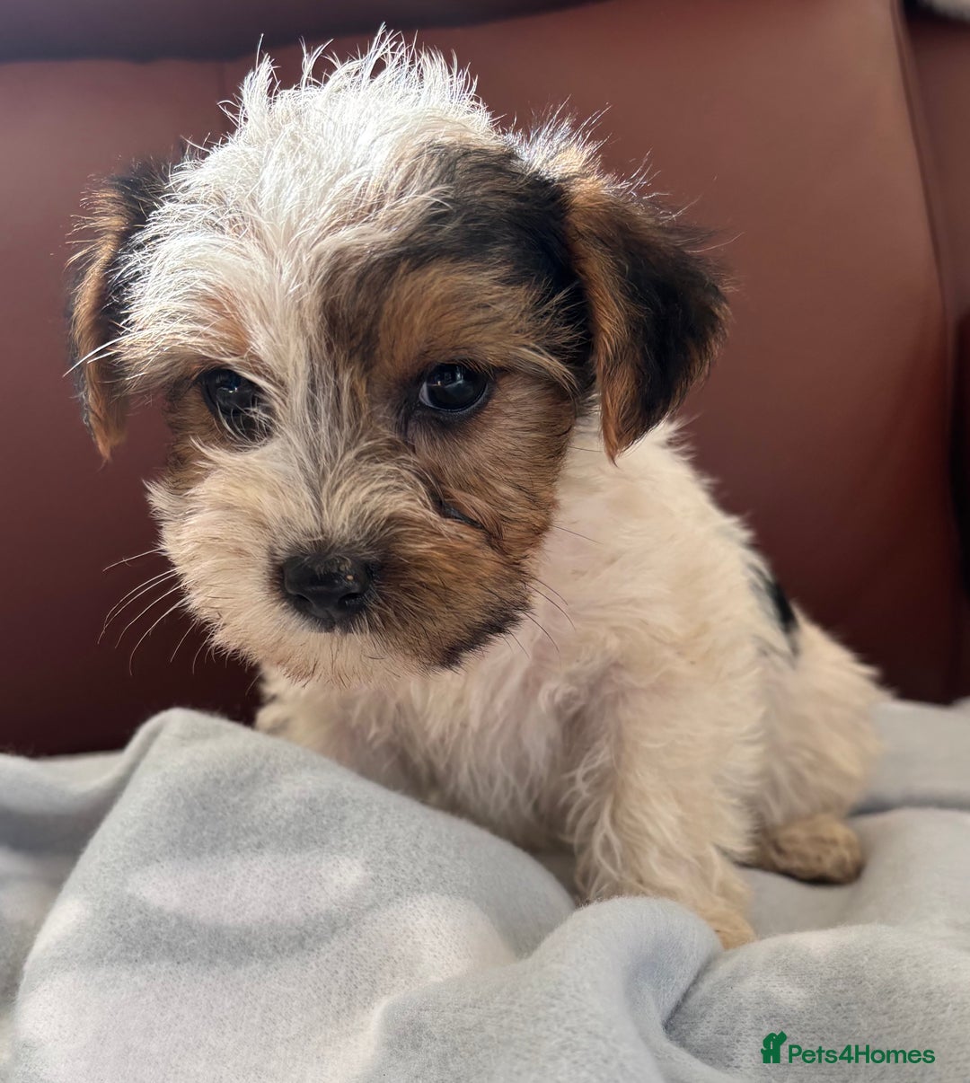 Mixed Breed dogs for sale: Yorkshire terrier/Jack Russell - Image 27