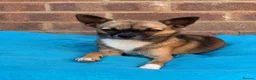 Pomchi dogs for stud: DISCOUNTED TILL PROVEN! in Clacton-on-Sea - Advert 1