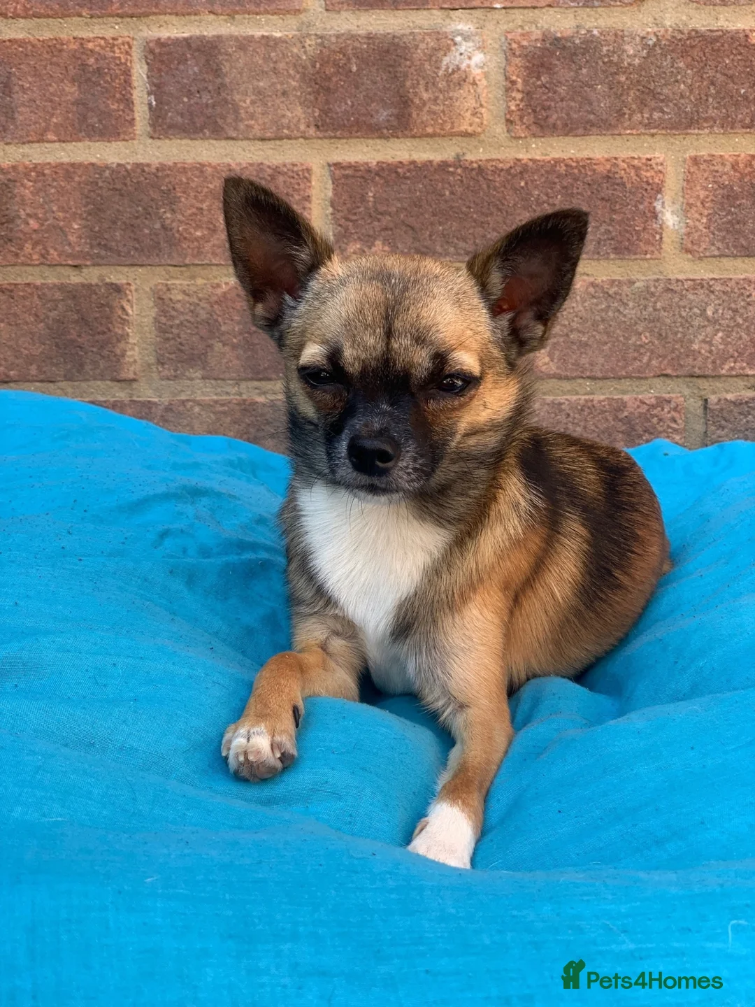 Pomchi dogs for stud: DISCOUNTED TILL PROVEN! in Clacton-on-Sea - Advert 1