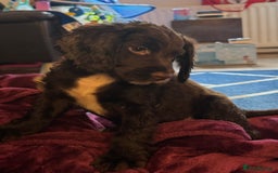 Sprocker dogs for sale: Sprocker Puppies - Image 13