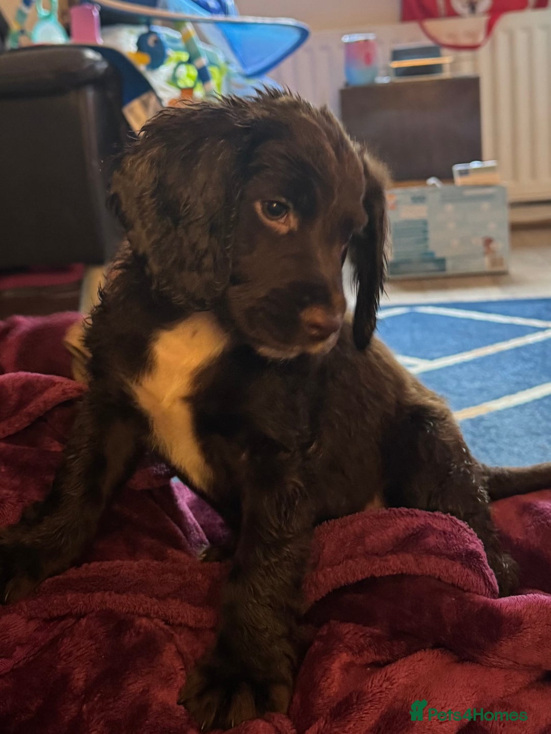 Sprocker dogs for sale: Sprocker Puppies - Image 13
