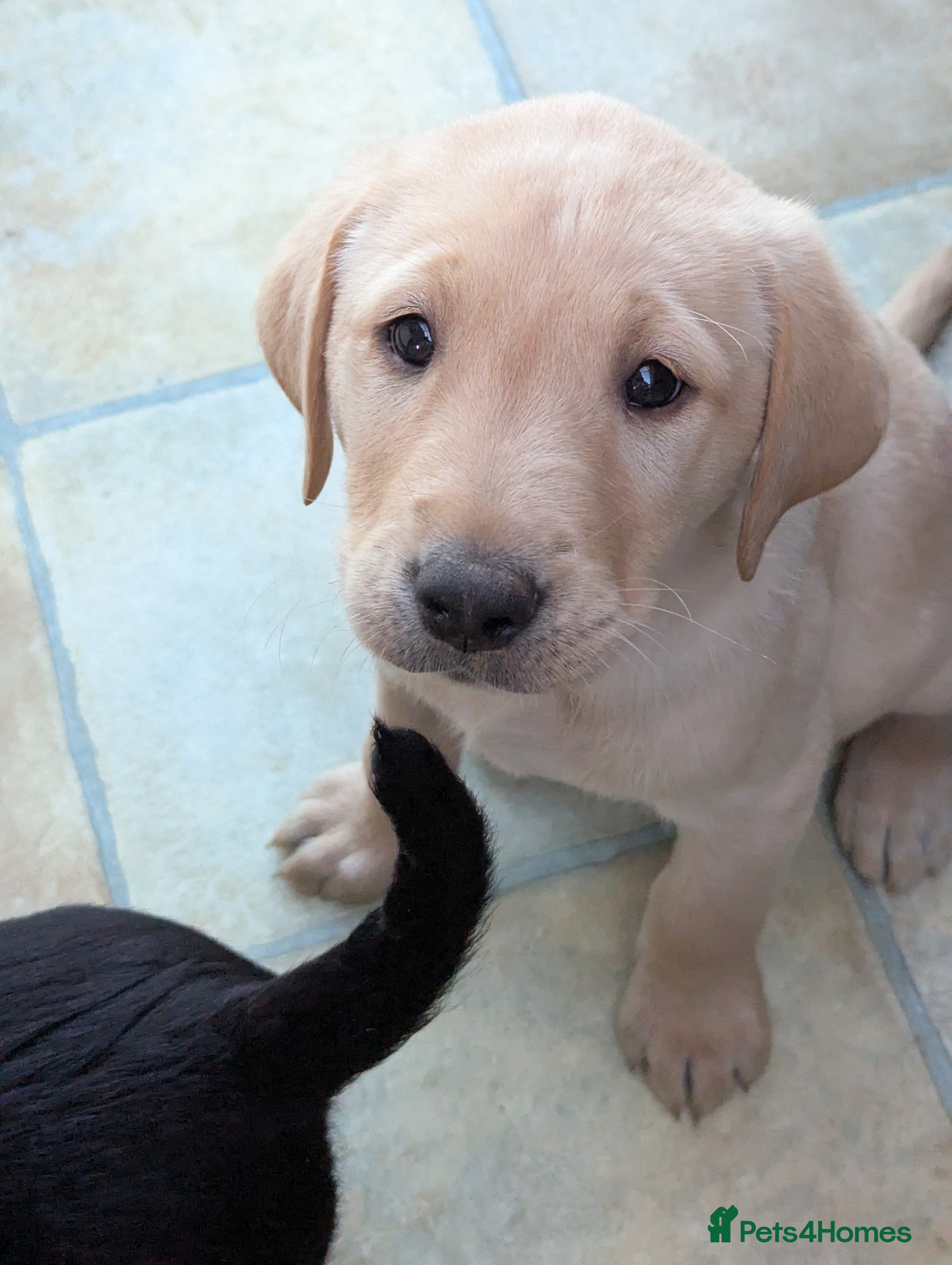 Labrador Retriever dogs 7 K C registered Chunky Labrador puppies  - Advert 12