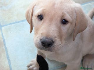 Labrador Retriever dogs 7 K C registered Chunky Labrador puppies - Advert 4