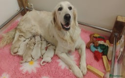 Golden Retriever dogs for sale: KC Fully health tested Golden retriever puppies - Image 6