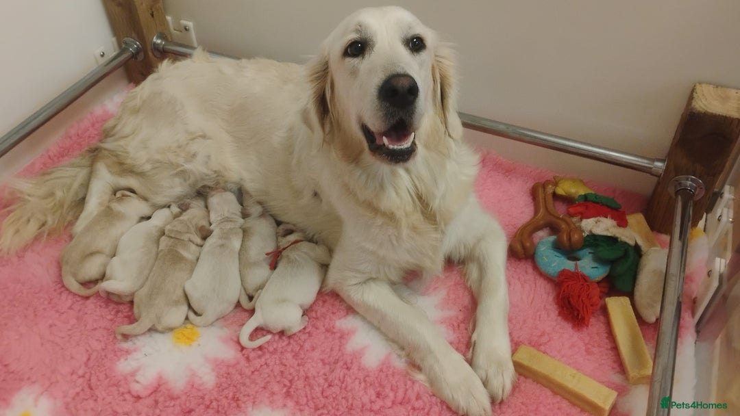 Golden Retriever dogs for sale: KC Fully health tested Golden retriever puppies - Image 6