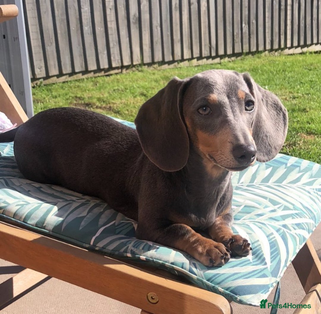 Miniature Dachshund dogs for sale: 🐾 stunning Miniature dachshund pups🐾  - Image 13