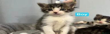 Mixed Breed Kitten 1