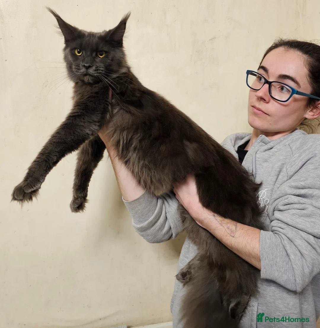 Maine Coon cats for sale: Blue Maine Coon  - Advert 2