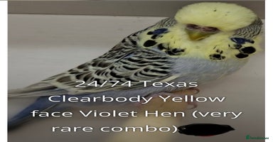 Budgerigars birds - Advert 4