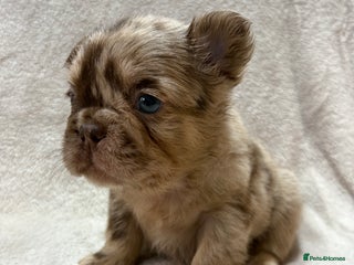 French Bulldog dogs RARE FLUFFY FRENCHIES! - Advert 5