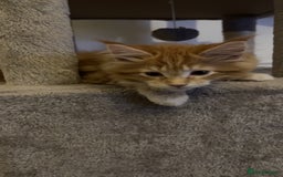Maine Coon cats for sale: 2 Ginger Maine Coon females  - Image 5