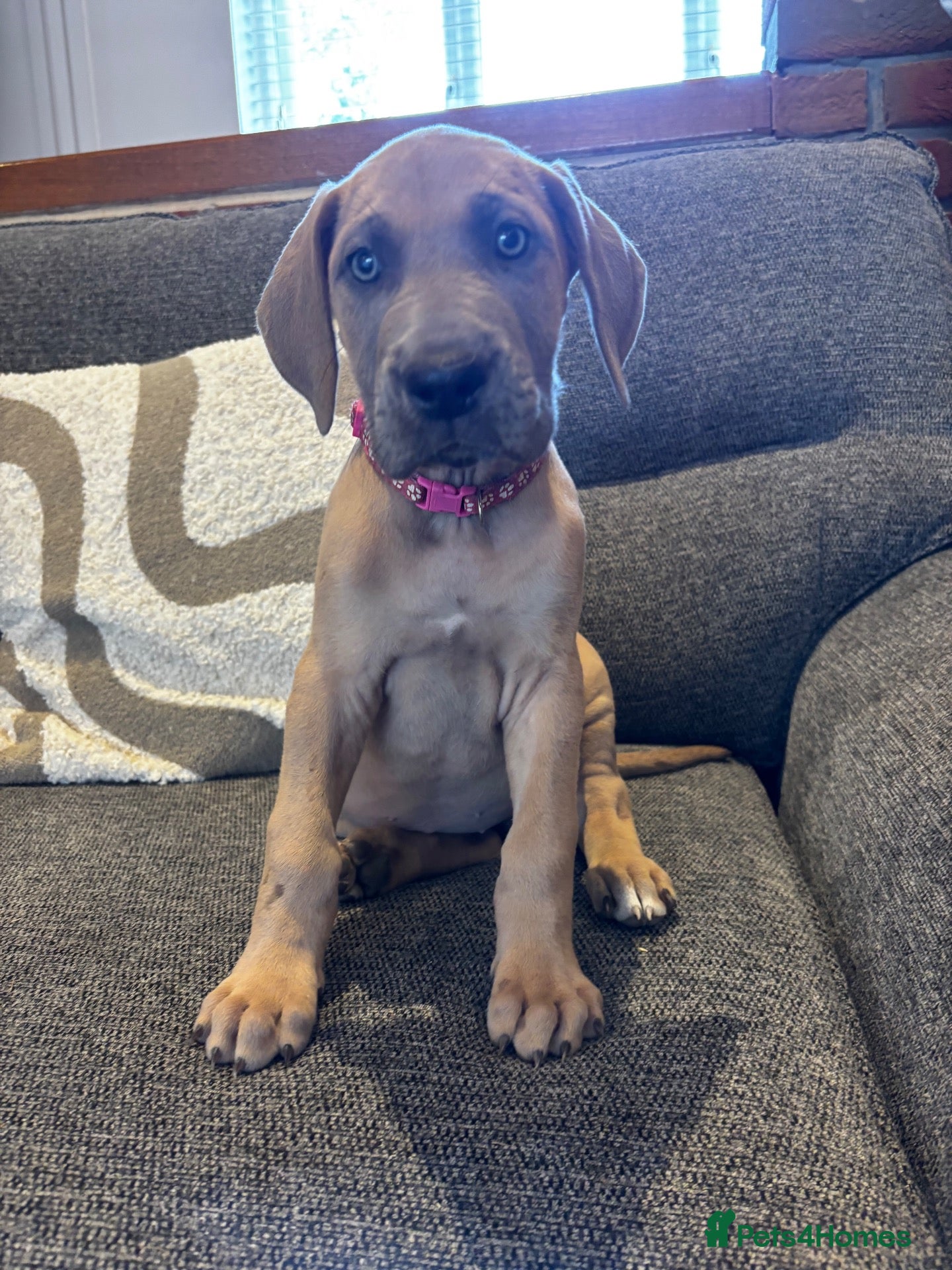 Great Dane dogs 2 girls left Great Dane puppys - Advert 11