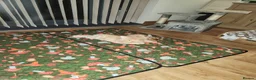 Lionhead rabbits for sale: Female rabbits  - Advert 5