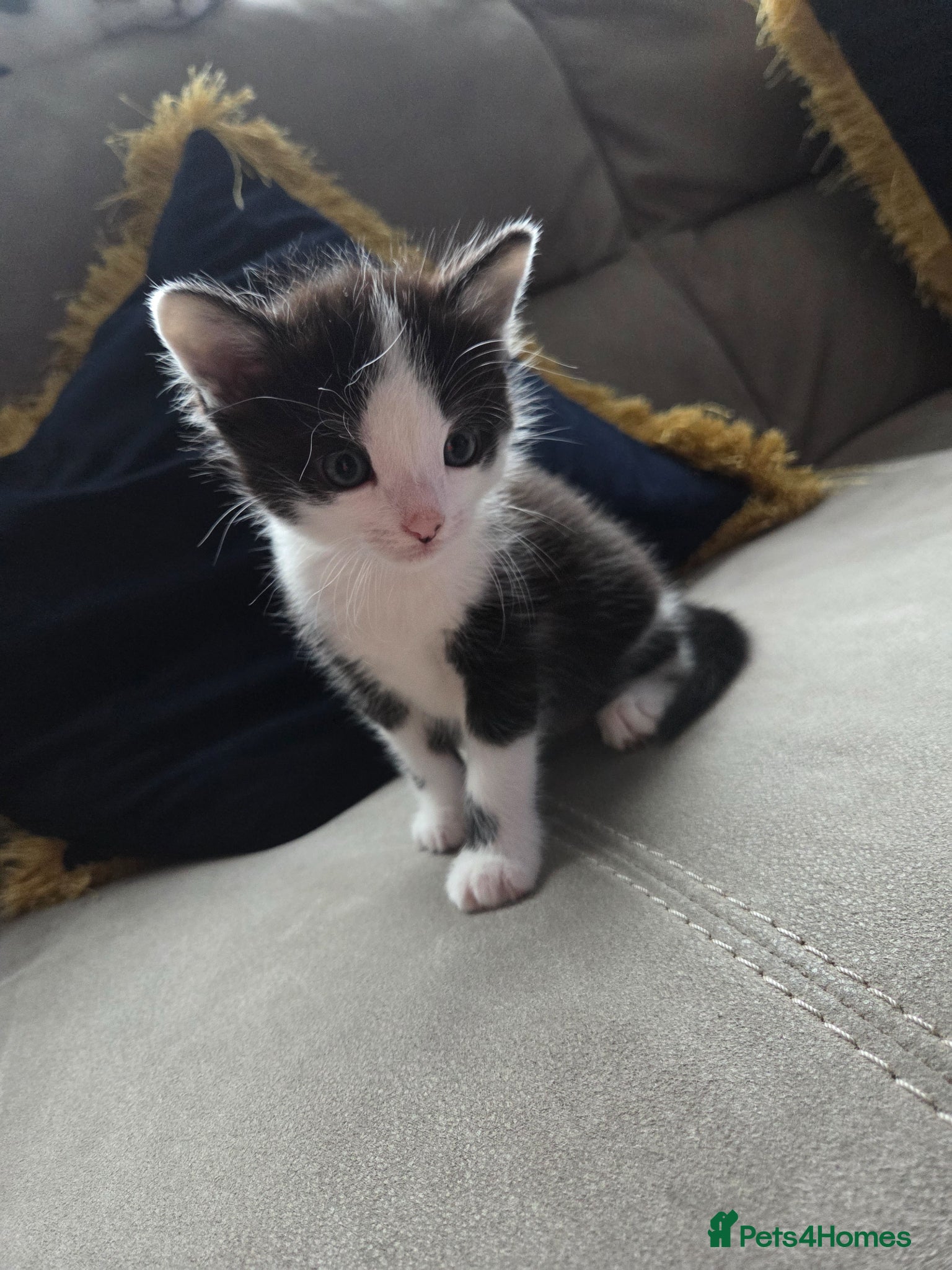Mixed Breed cats 1 male and 1 female kitten - Advert 12