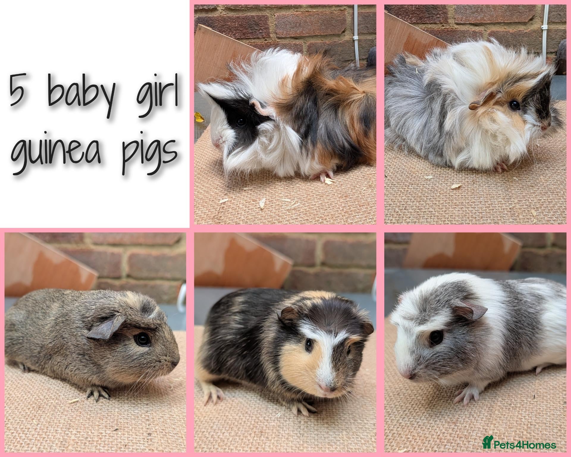 Guinea Pig rodents for sale: 5 Baby Girl Guinea Pigs - Advert 1