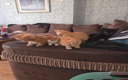 Mixed Breed cats for sale: Black kitten for sale - Image 5