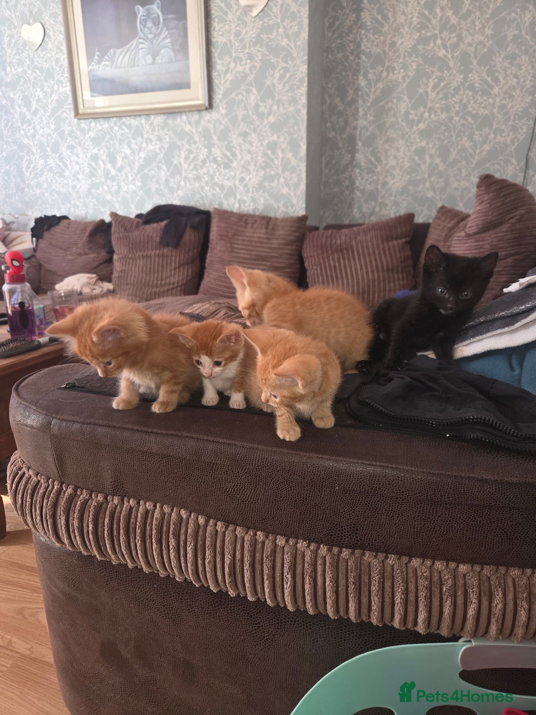 Mixed Breed cats for sale: Black kitten for sale - Image 5