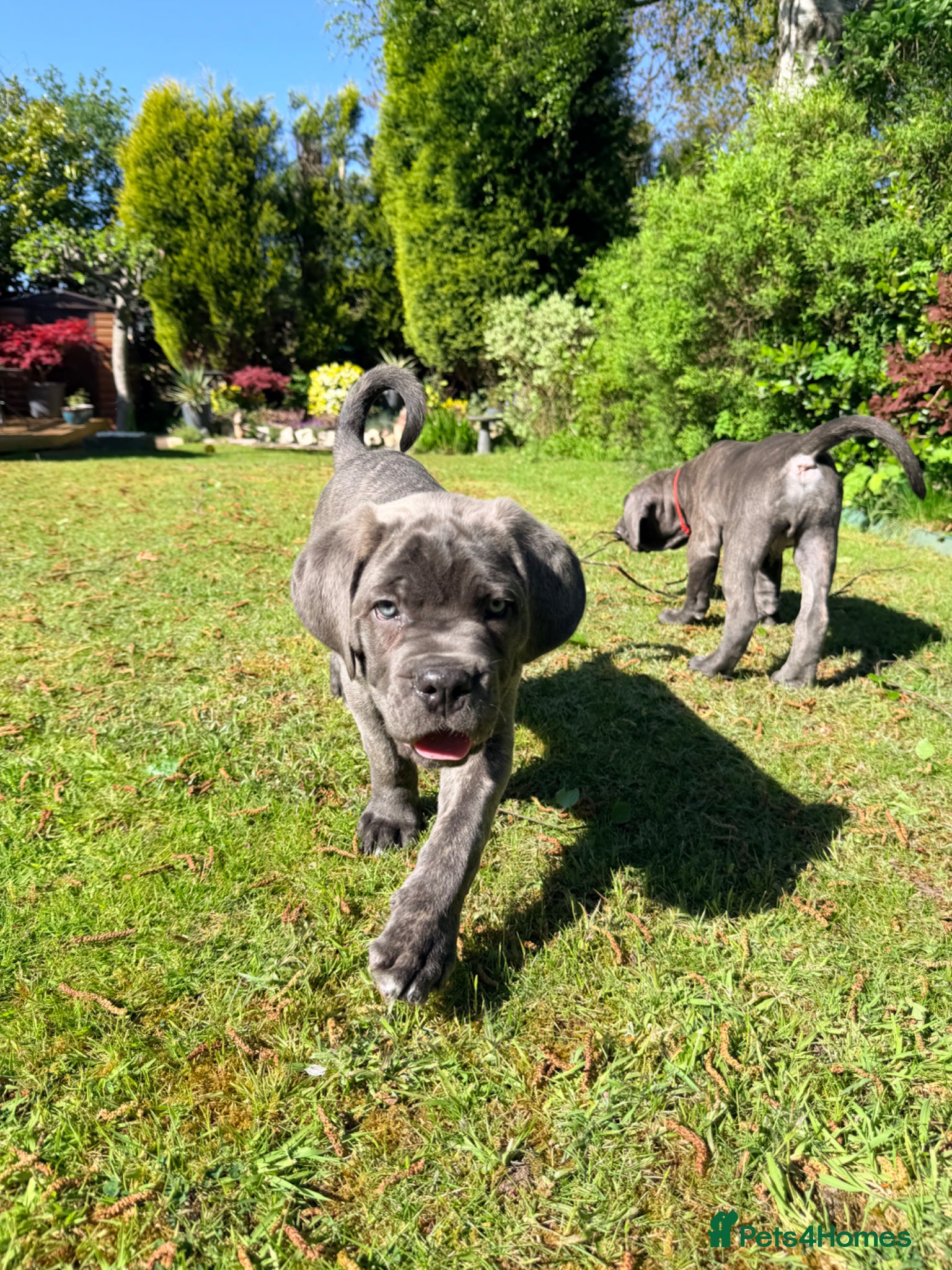 Cane Corso dogs Ready to leave! Blue Cane Corso puppies.  - Advert 2
