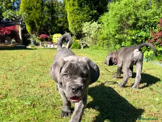 Cane Corso dogs Cane Corso puppies! - Advert 6