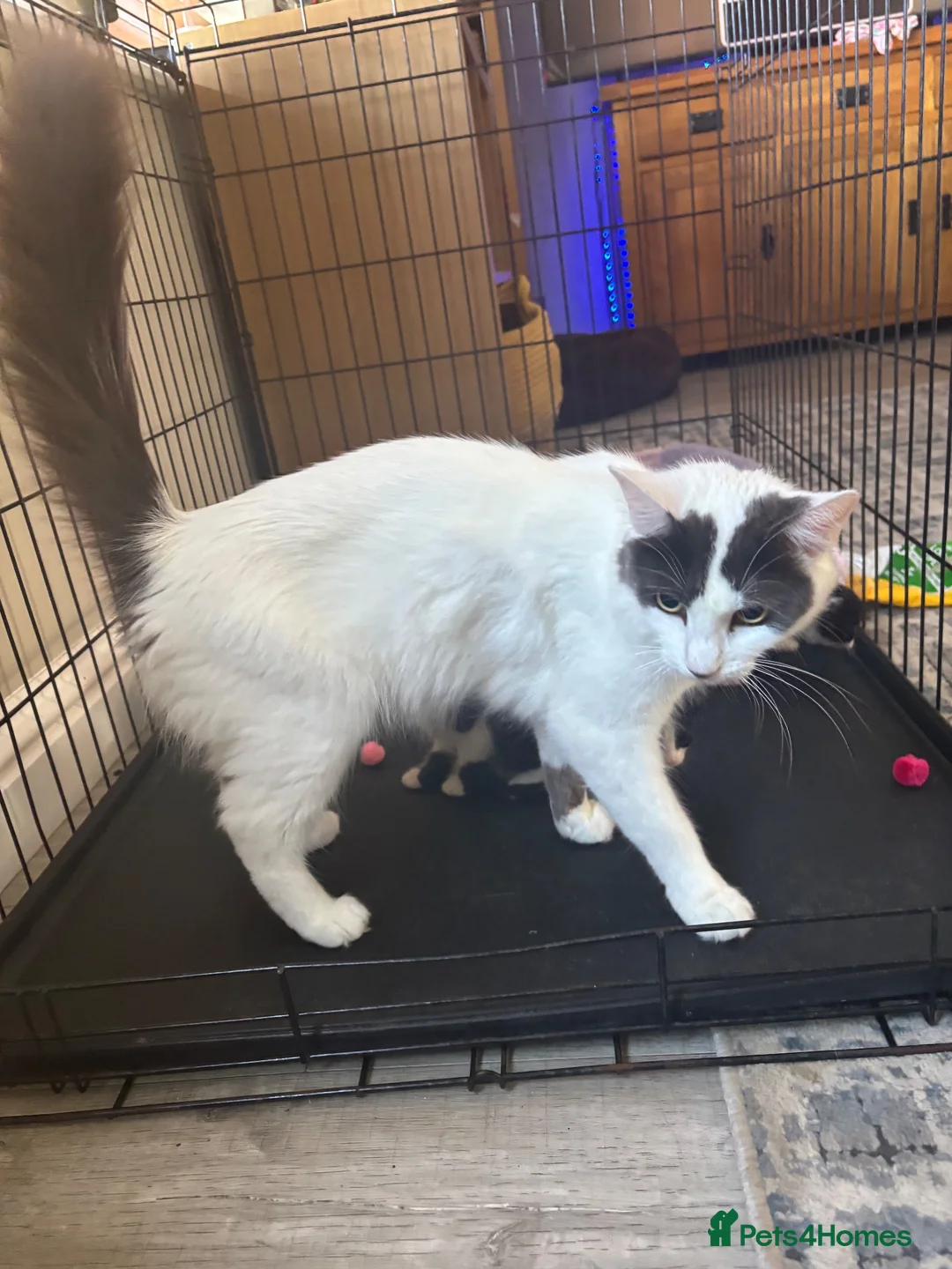 Mixed Breed cats for sale: Fluffy black and white kittens  - Advert 23