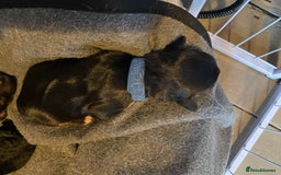 Mixed Breed dogs for sale: Cavapoo/Jack Russell puppies - Image 10