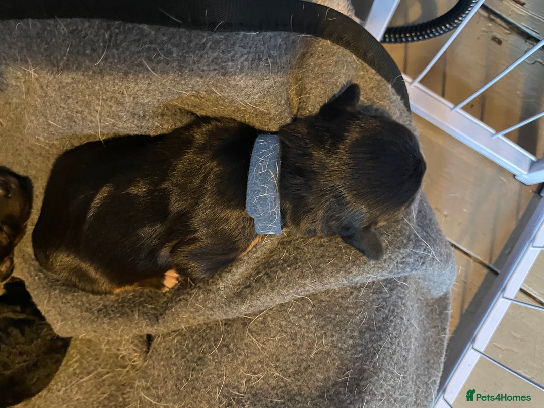 Mixed Breed dogs for sale: Cavapoo/Jack Russell puppies - Image 10