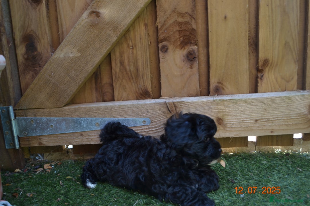 Shihpoo dogs for sale: rare black shipoos - Image 21