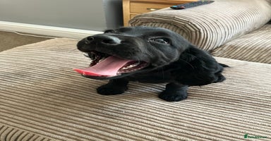 Cocker Spaniel dogs - Advert 1