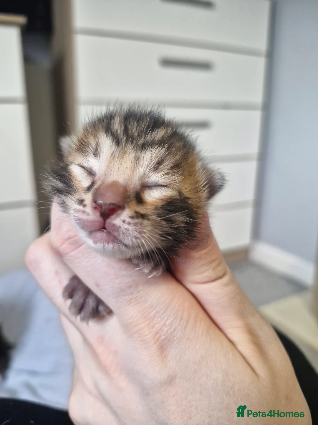 Bengal cats for sale: Genetic Health Tested Snow & Brown Bengal Kittens - Advert 9