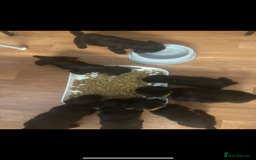 Mixed Breed dogs for sale: Jackapoo Puppies - Advert 14