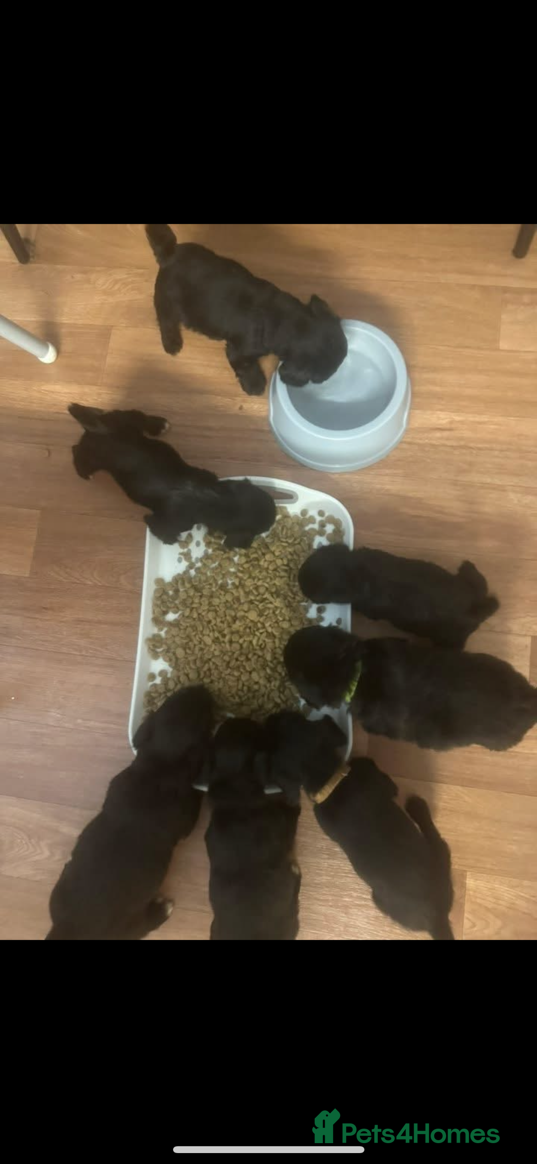 Mixed Breed dogs for sale: Jackapoo Puppies - Advert 14