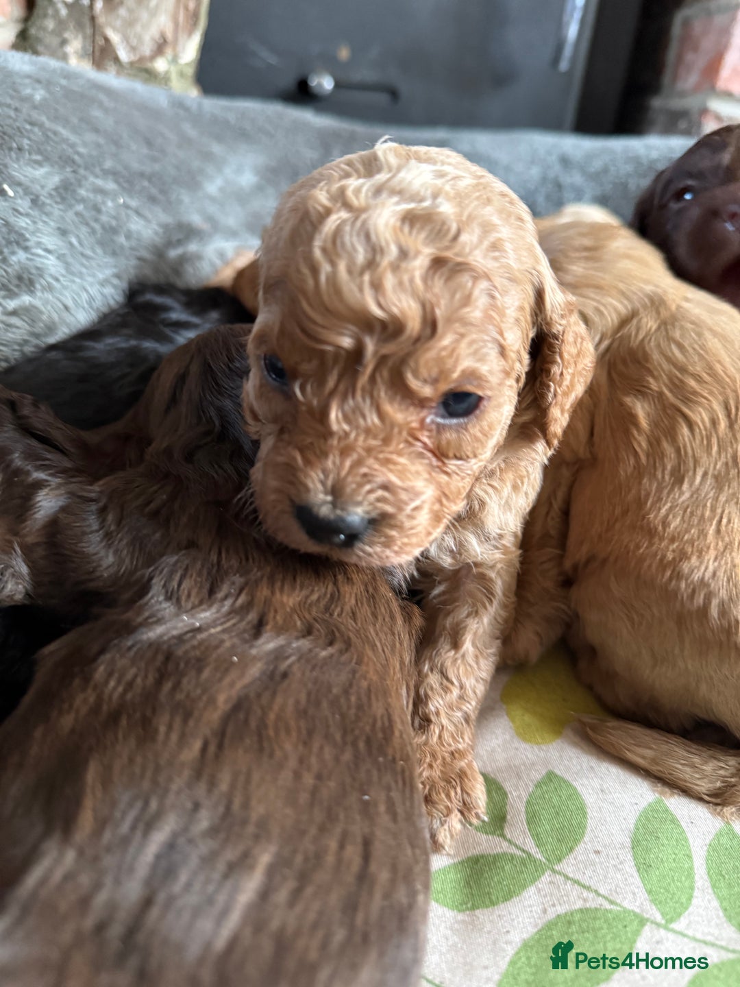 Cockapoo dogs for sale: 8 beautiful miniature cockapoo puppies - Advert 4