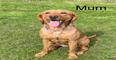 Labrador Retriever dogs - Advert 1